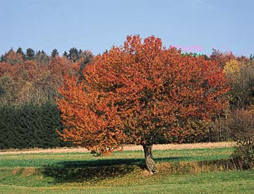 02 Wiese im Wald01.jpg